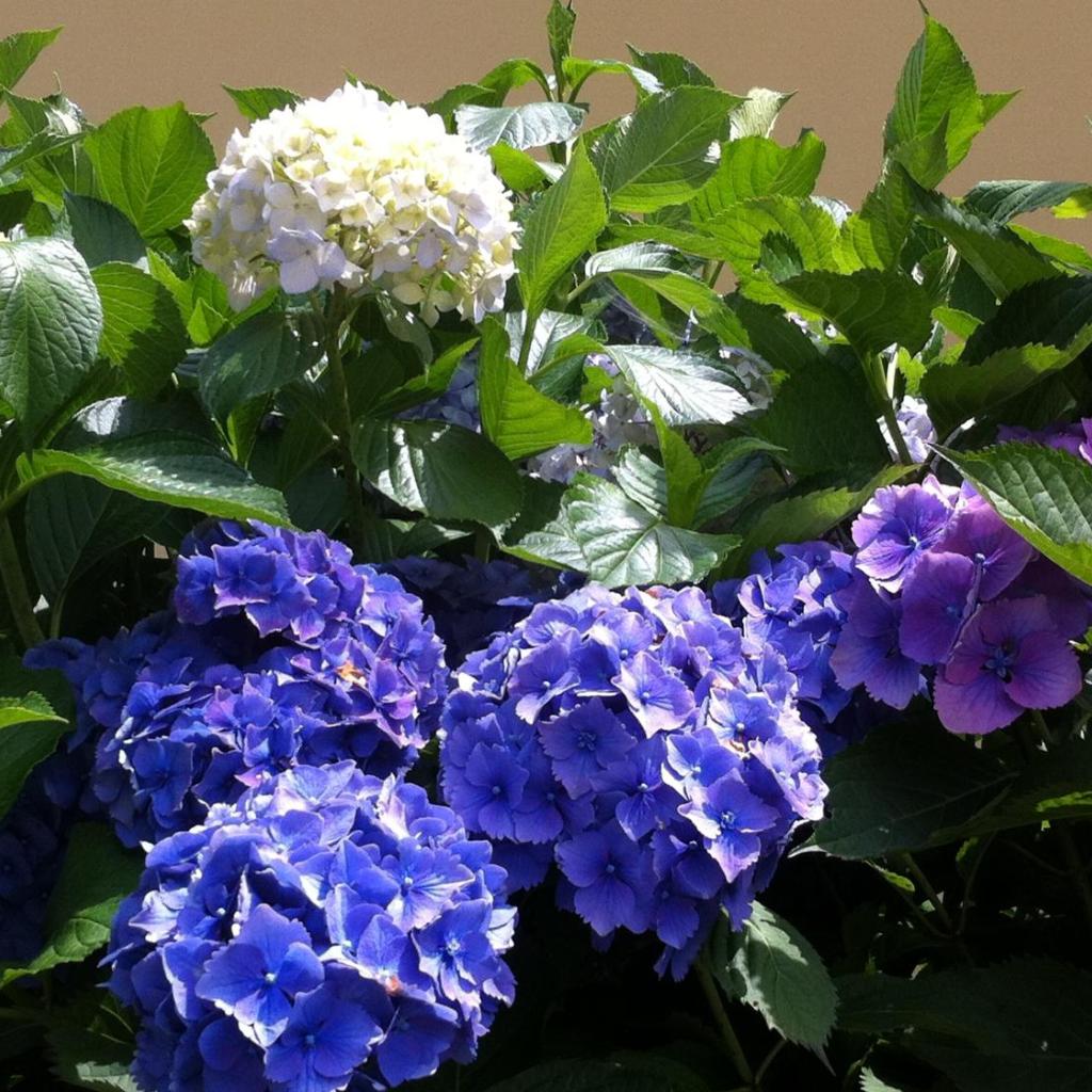 Ca' di Pincia – Bild