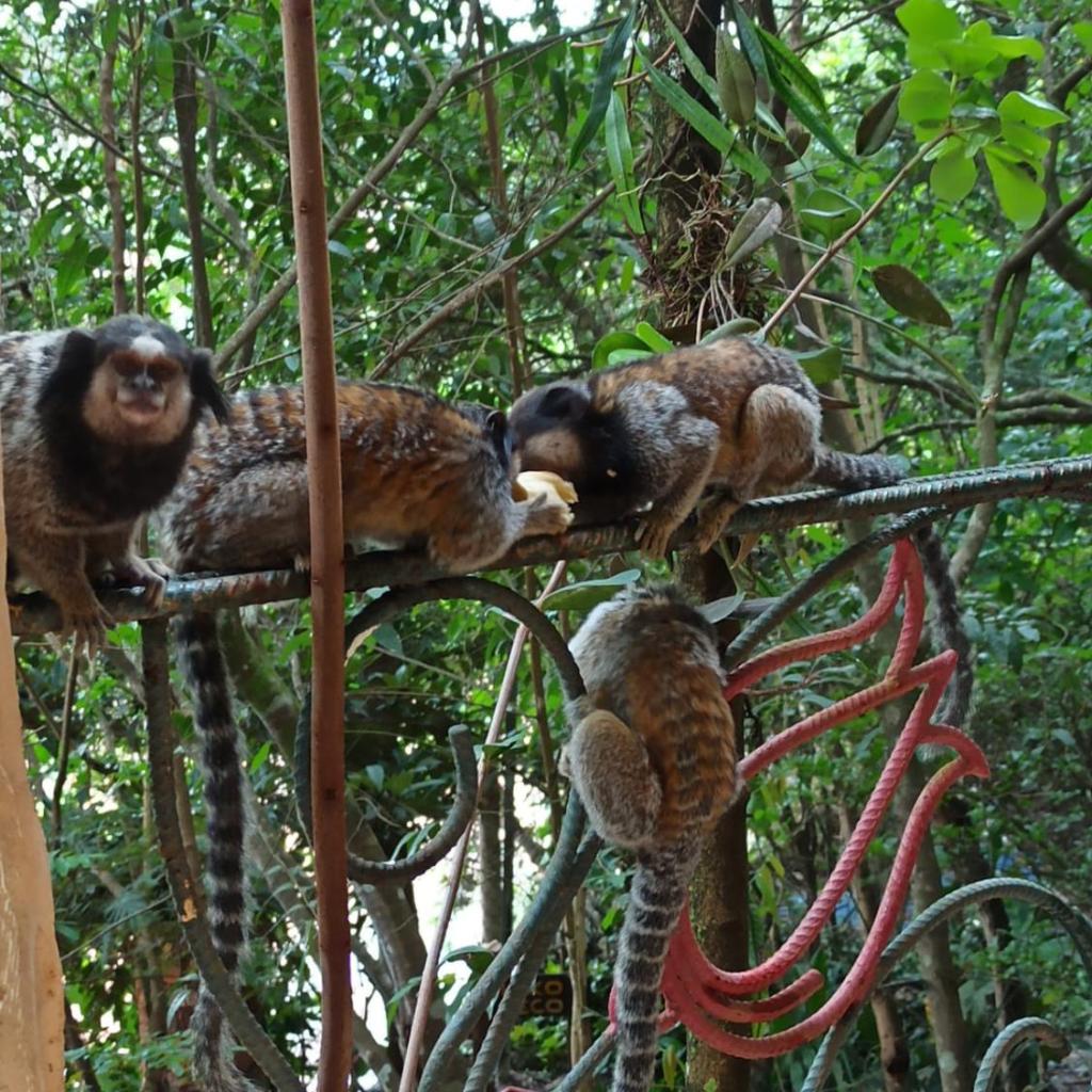 CASA DA MATA descanso e sossego na natureza — foto 5