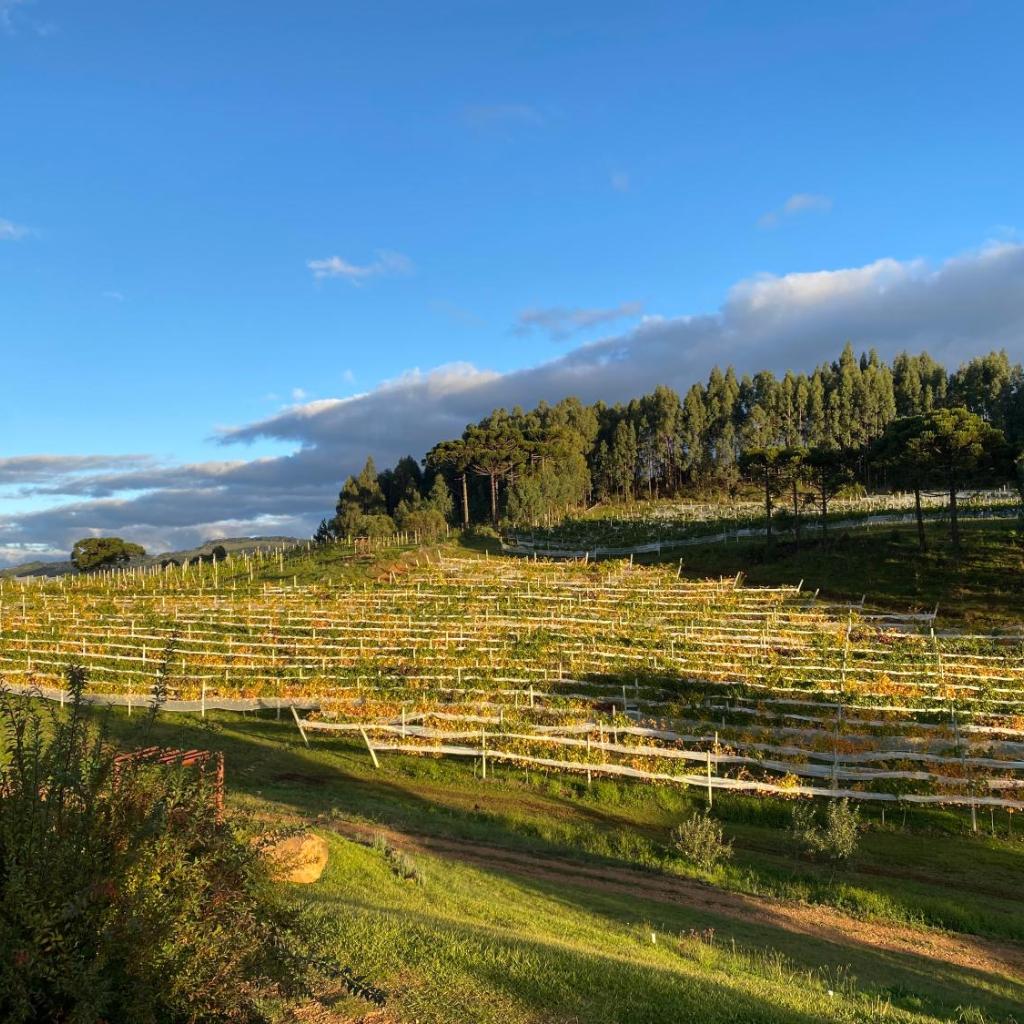 Tenuta Bergamaschi — foto 6
