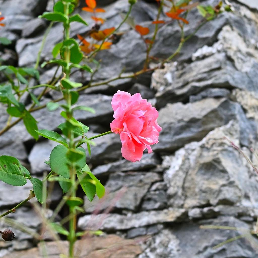 Boato Bistrot & Bed – Bild