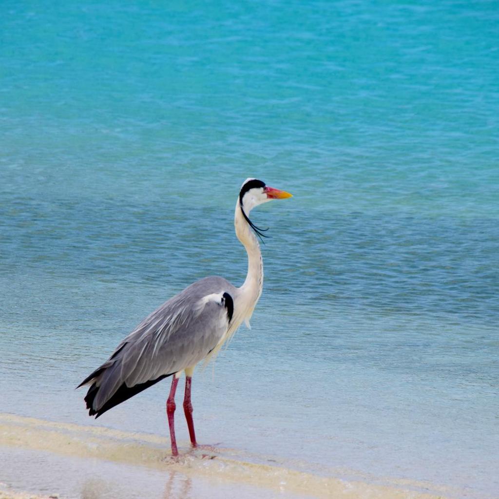 Makunudu Island, photo 3