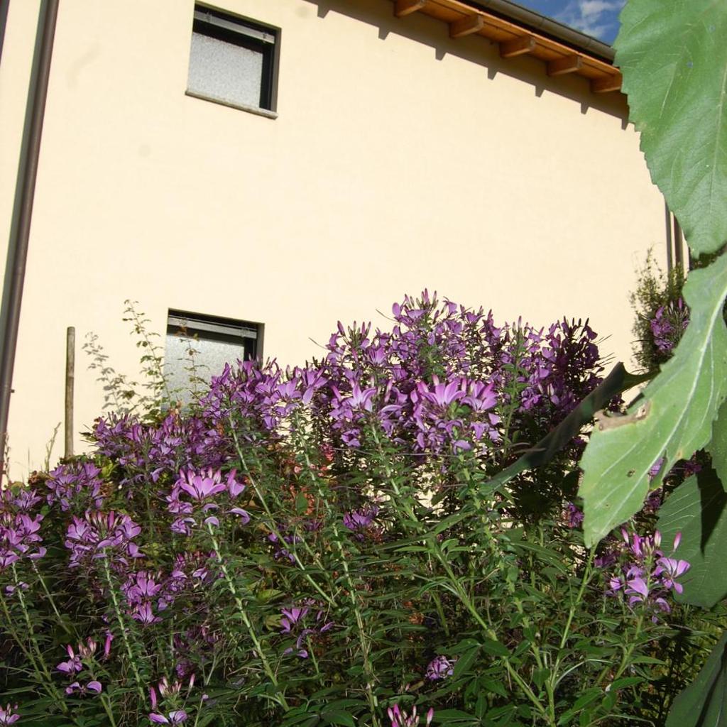 B&B Il Vigneto – Bild