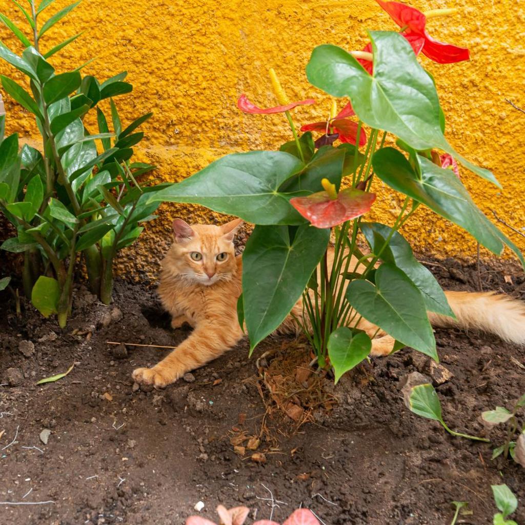 Pousada Flor de Olinda — foto 5