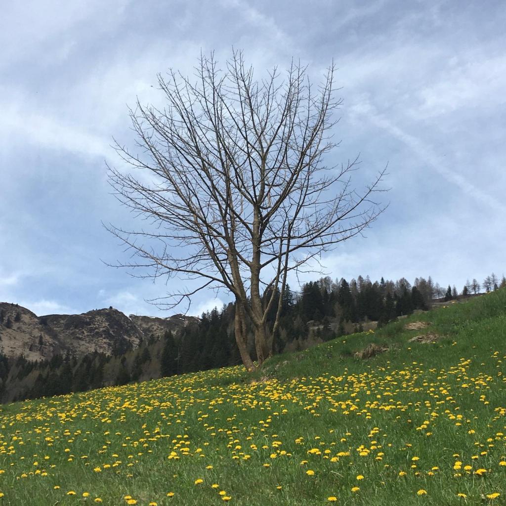 B&B Gottardo – Bild