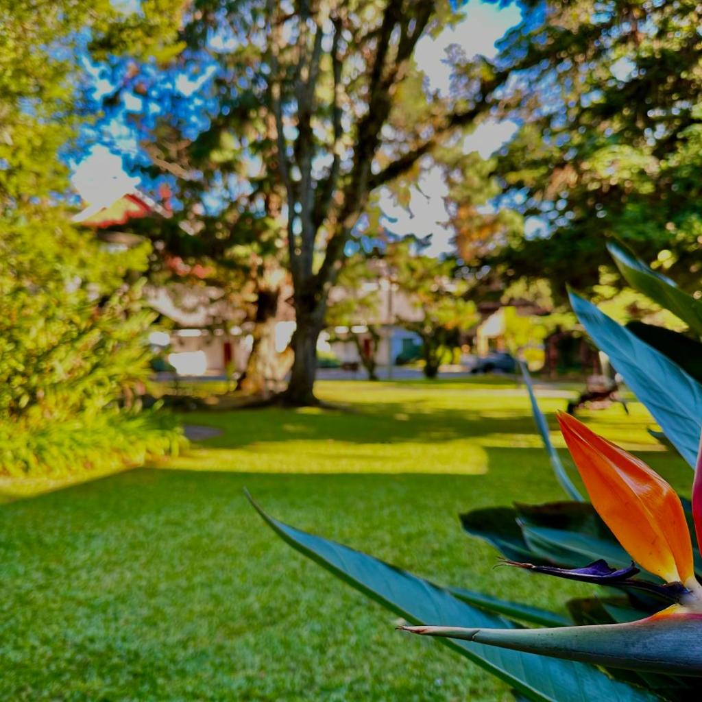 Natur Hotel - 700m da Rua Coberta — foto 4