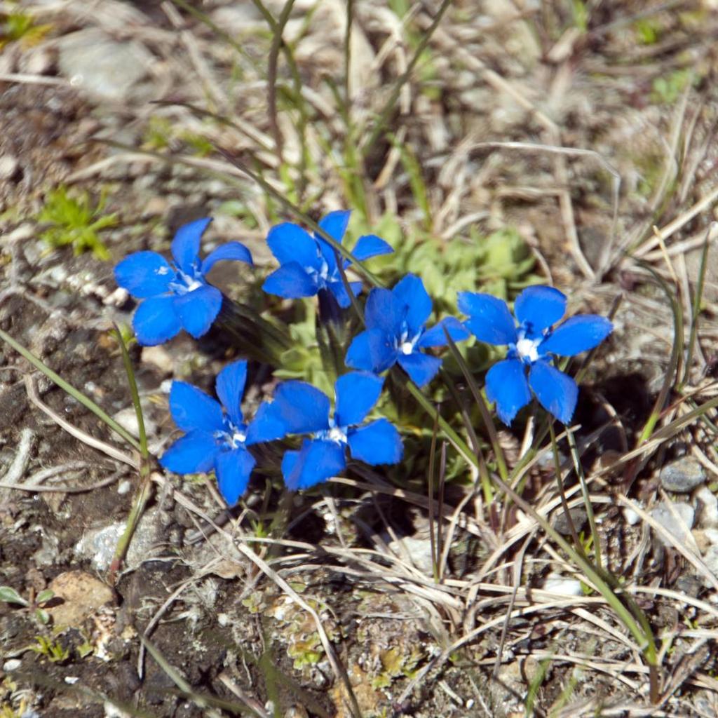 "CHALET dei FIORI" room & apartment – Bild
