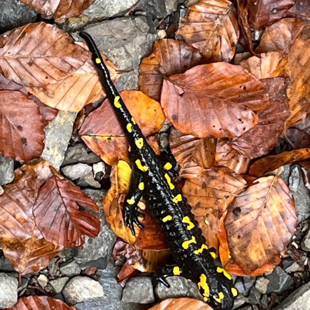 La Capinera – immagine