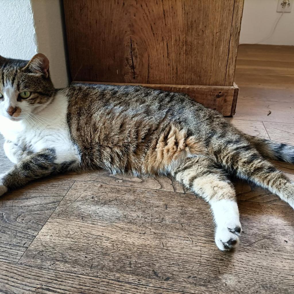 La Capinera – immagine