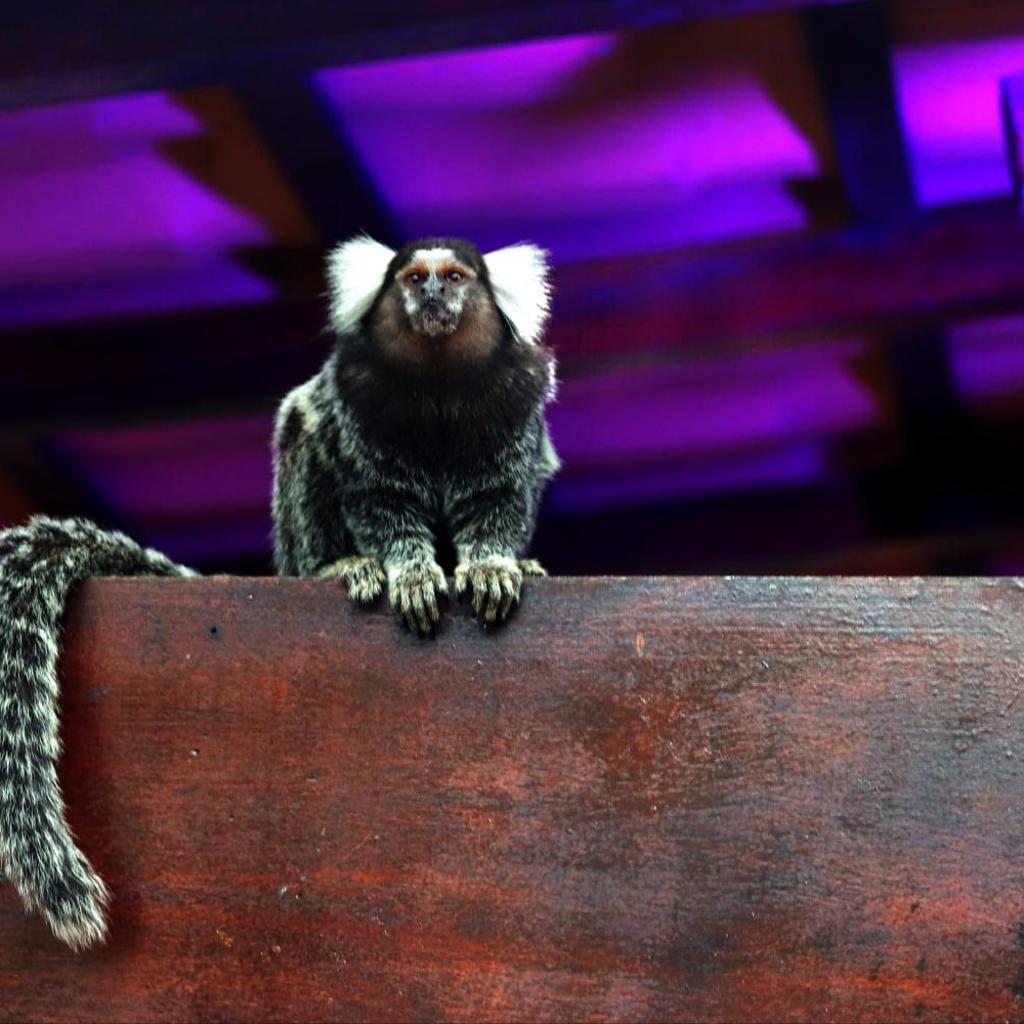 Che Lagarto Paraty — foto 12