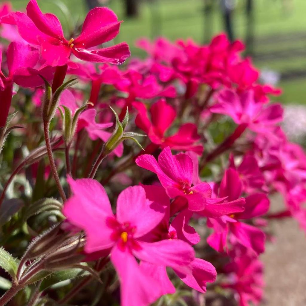 Camping Piccolo Paradiso – Bild