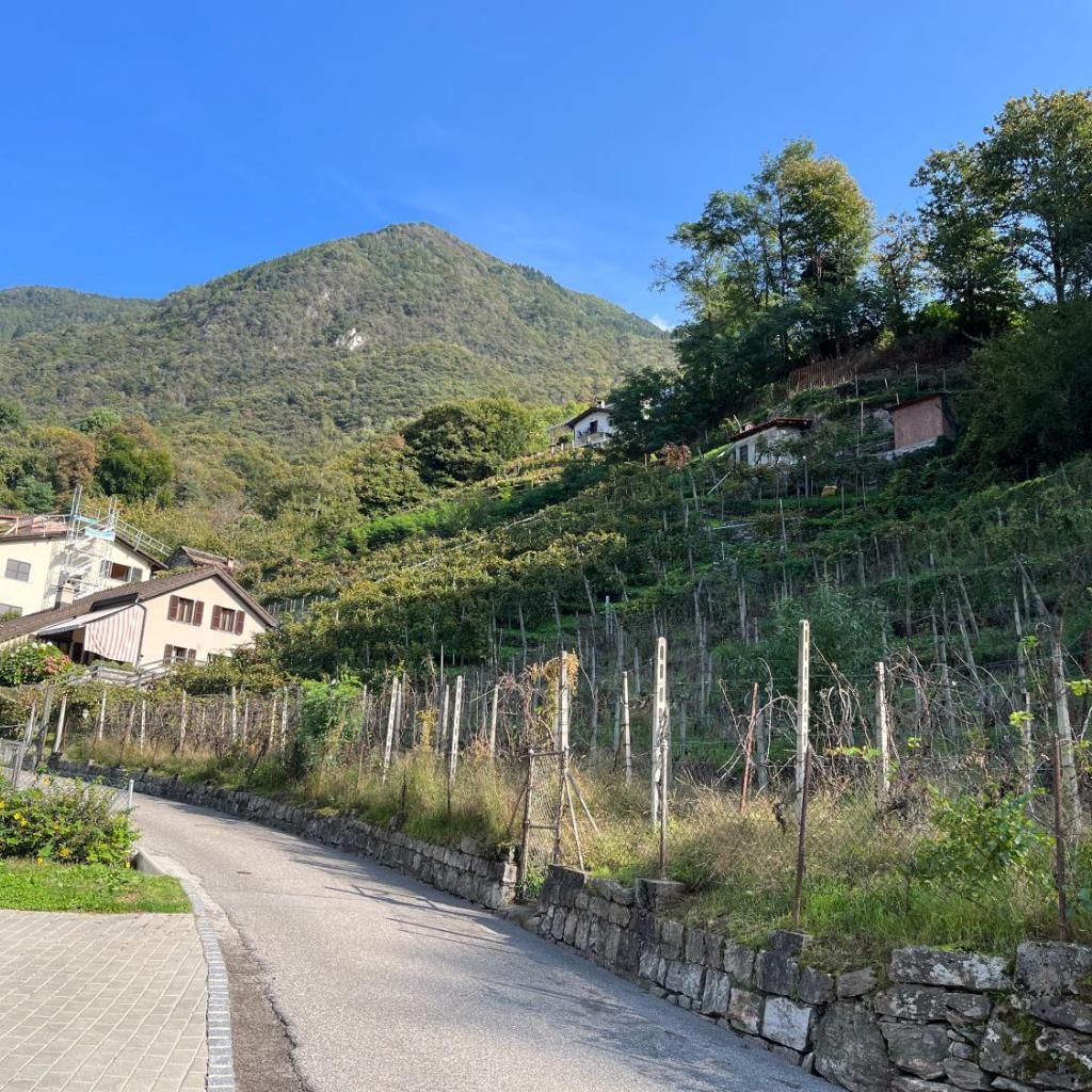 Image 19 - Violet-Sky Bellinzona