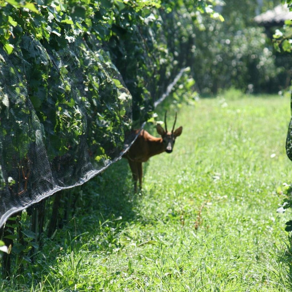 B&B Il Vigneto – Bild