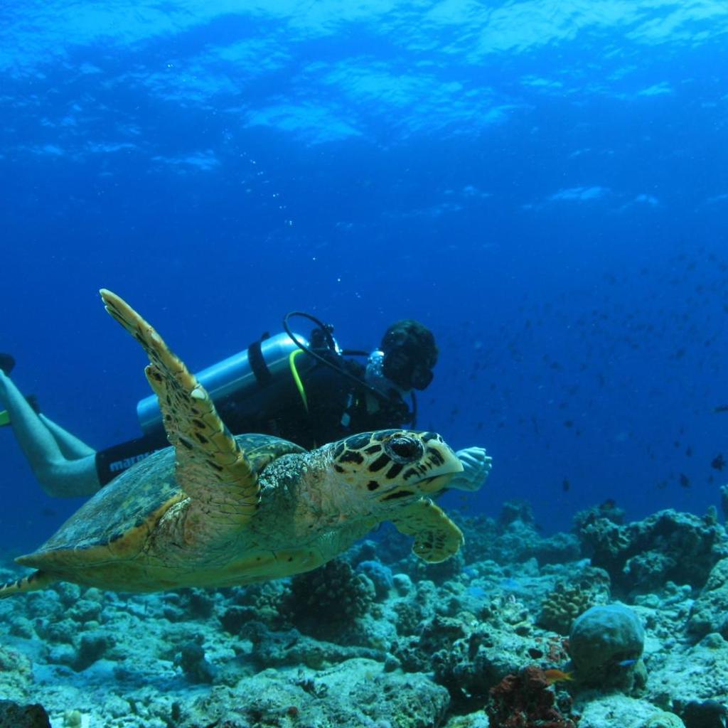 Amilla Maldives, photo 4