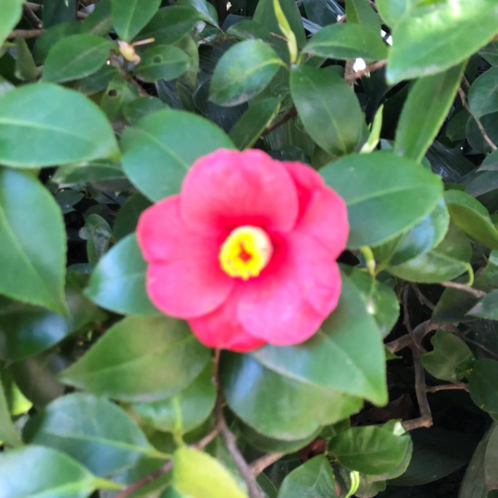 Al Grottino – image