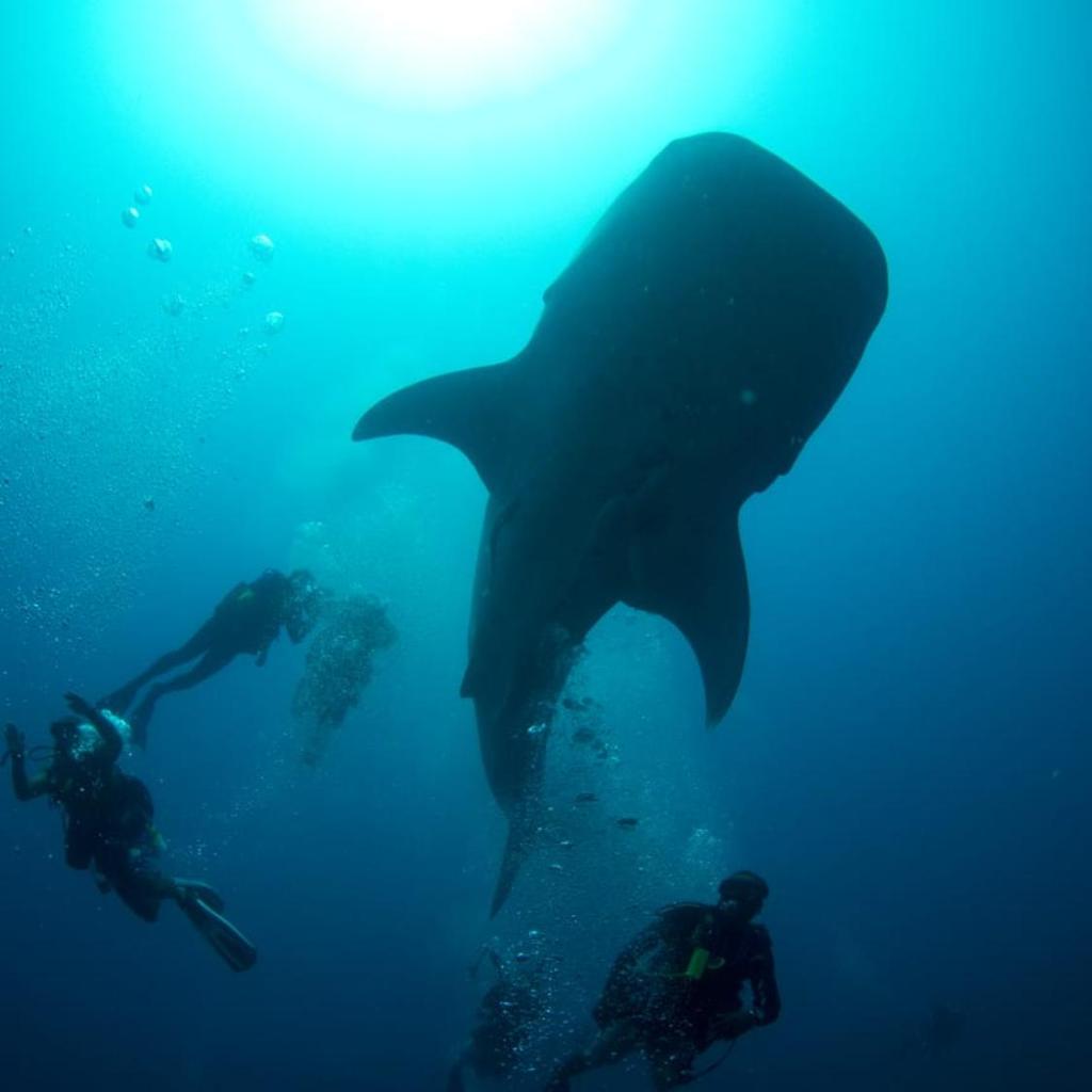 Suffix Retreat - Stay, Dive & Explore Fuvahmulah, photo 5