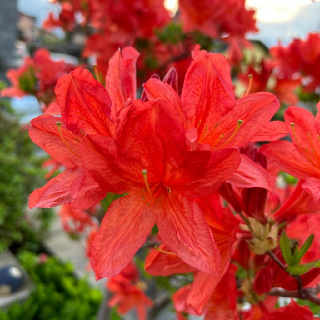 Al Grottino – image