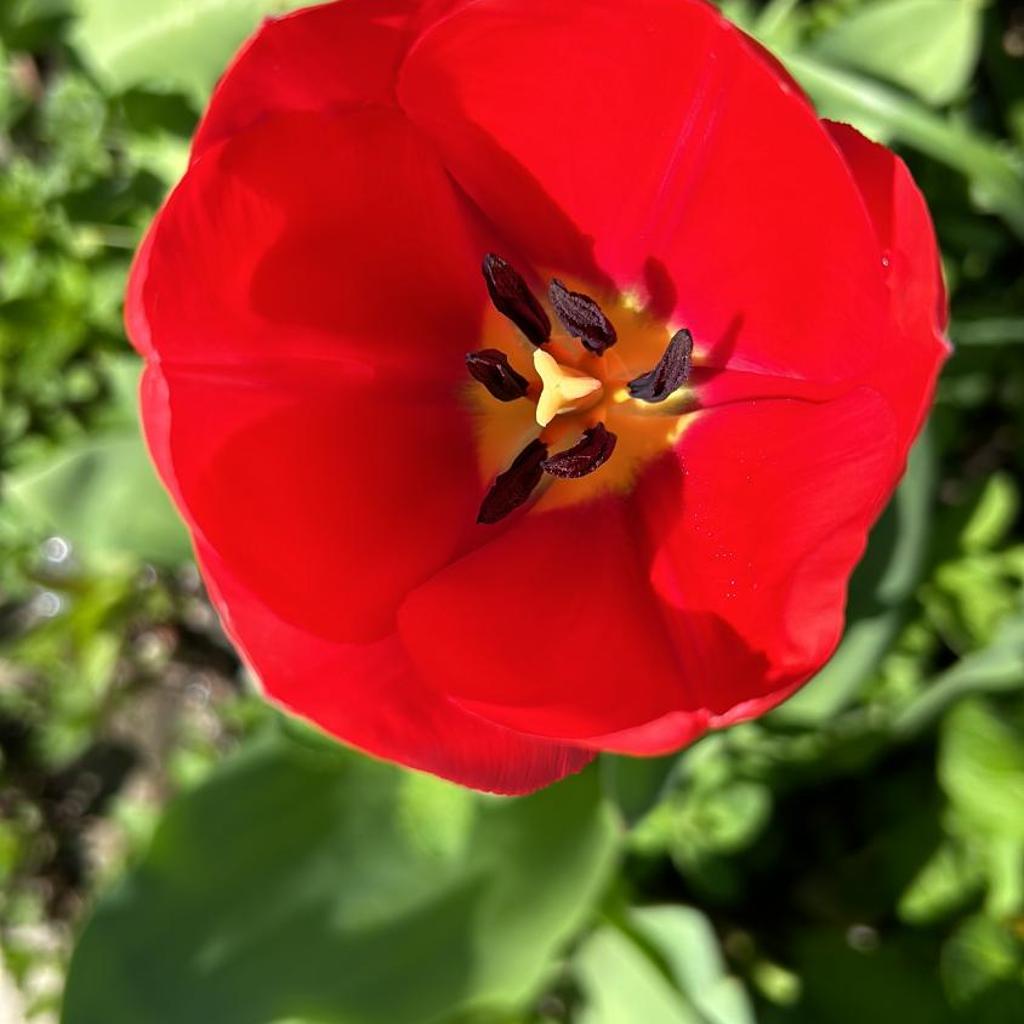 Al Grottino – image