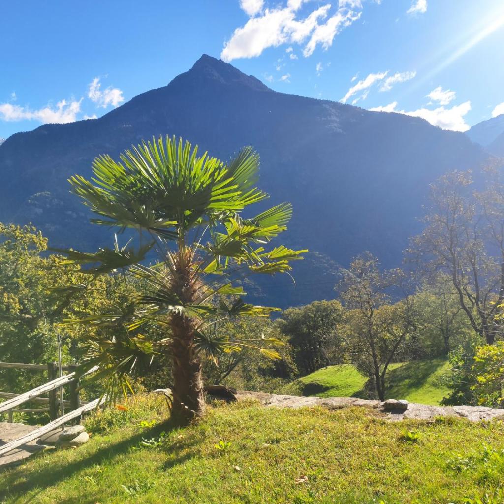 Image 4 - Oasis di Riposa