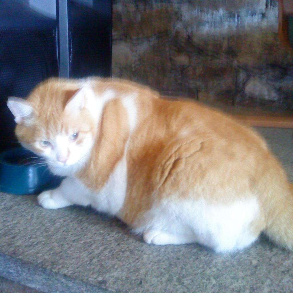 Eco Hotel Locanda del Giglio – Bild