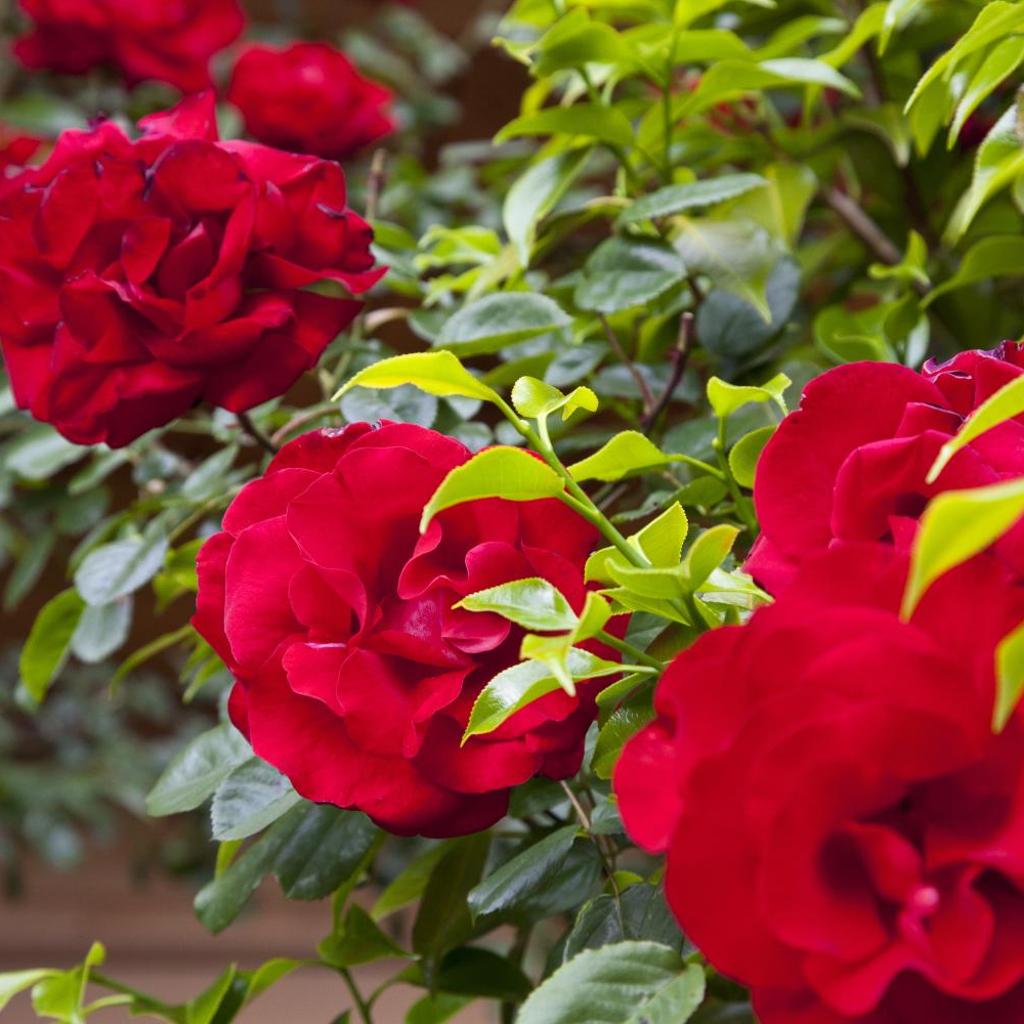 Eco Hotel Locanda del Giglio – Bild