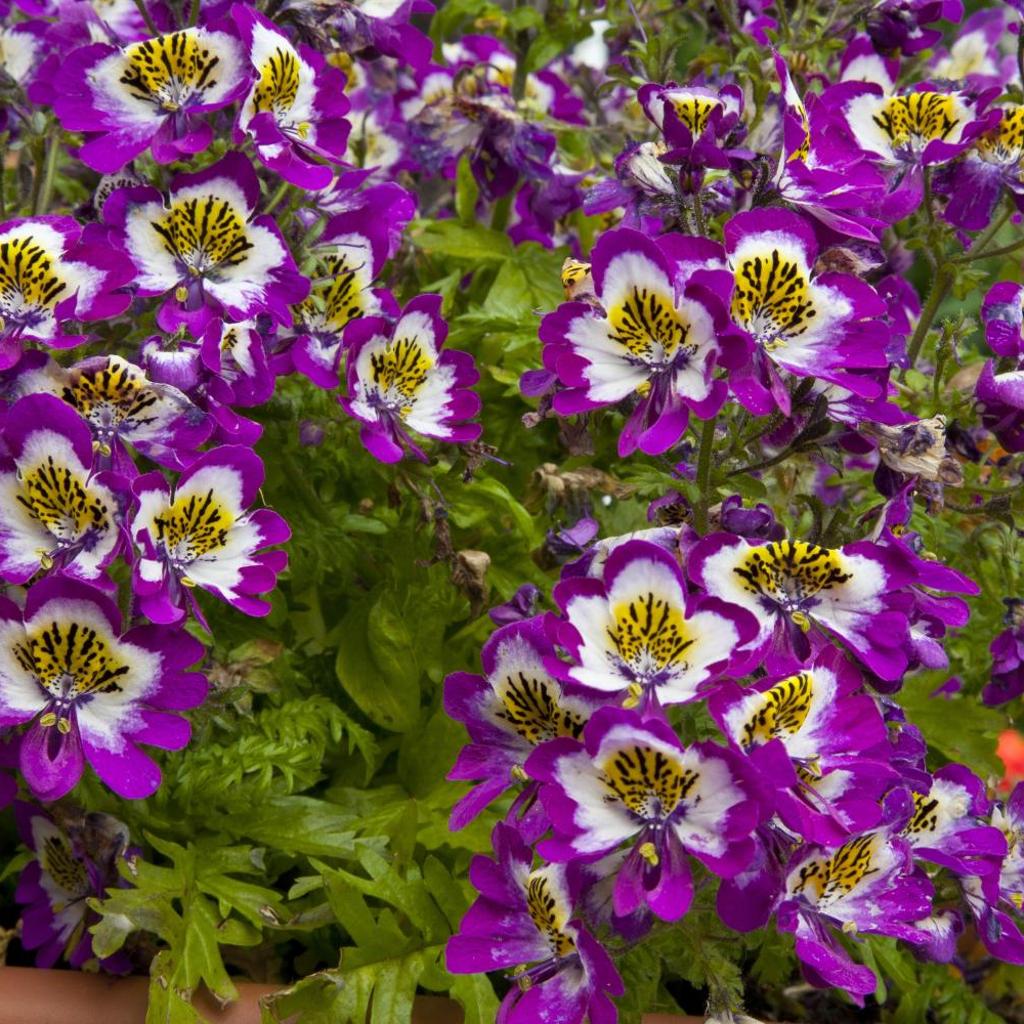 Eco Hotel Locanda del Giglio – Bild