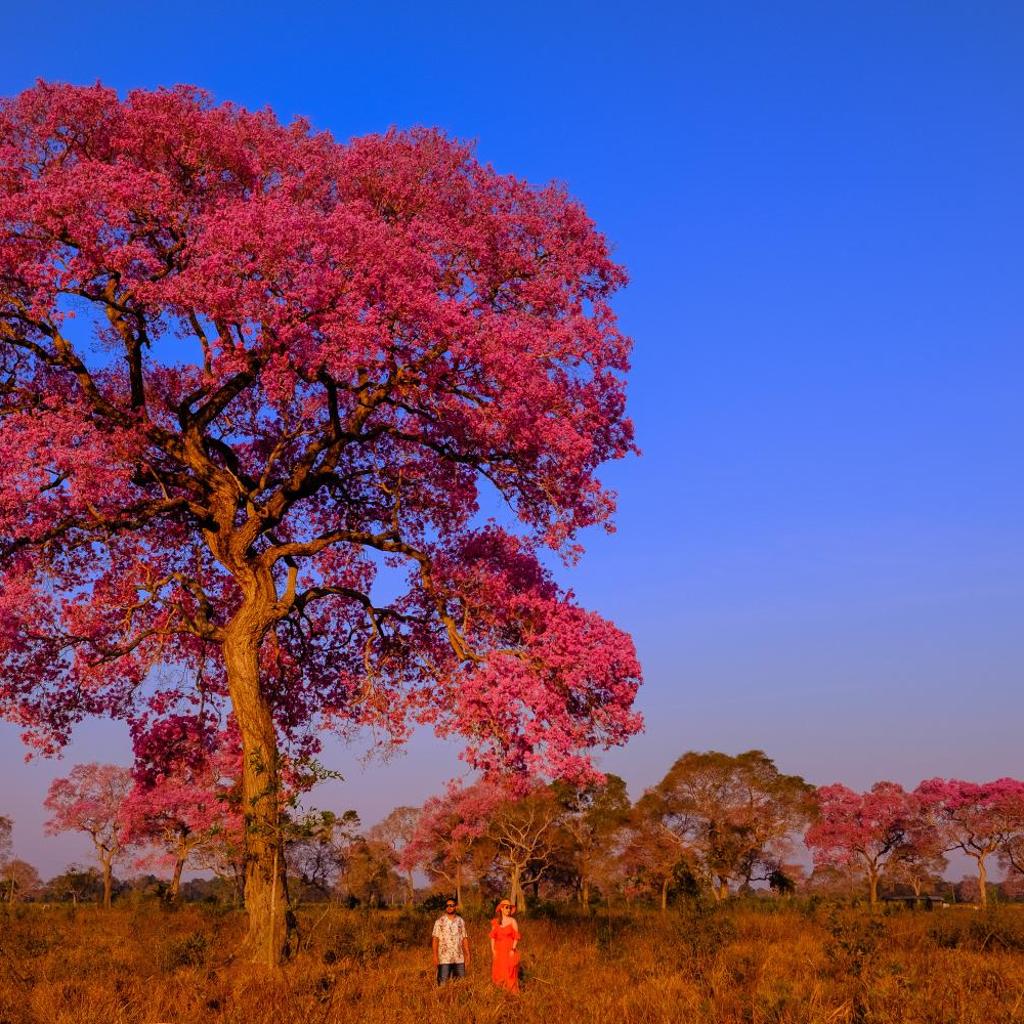 Hotel Pantanal Mato Grosso — foto 5