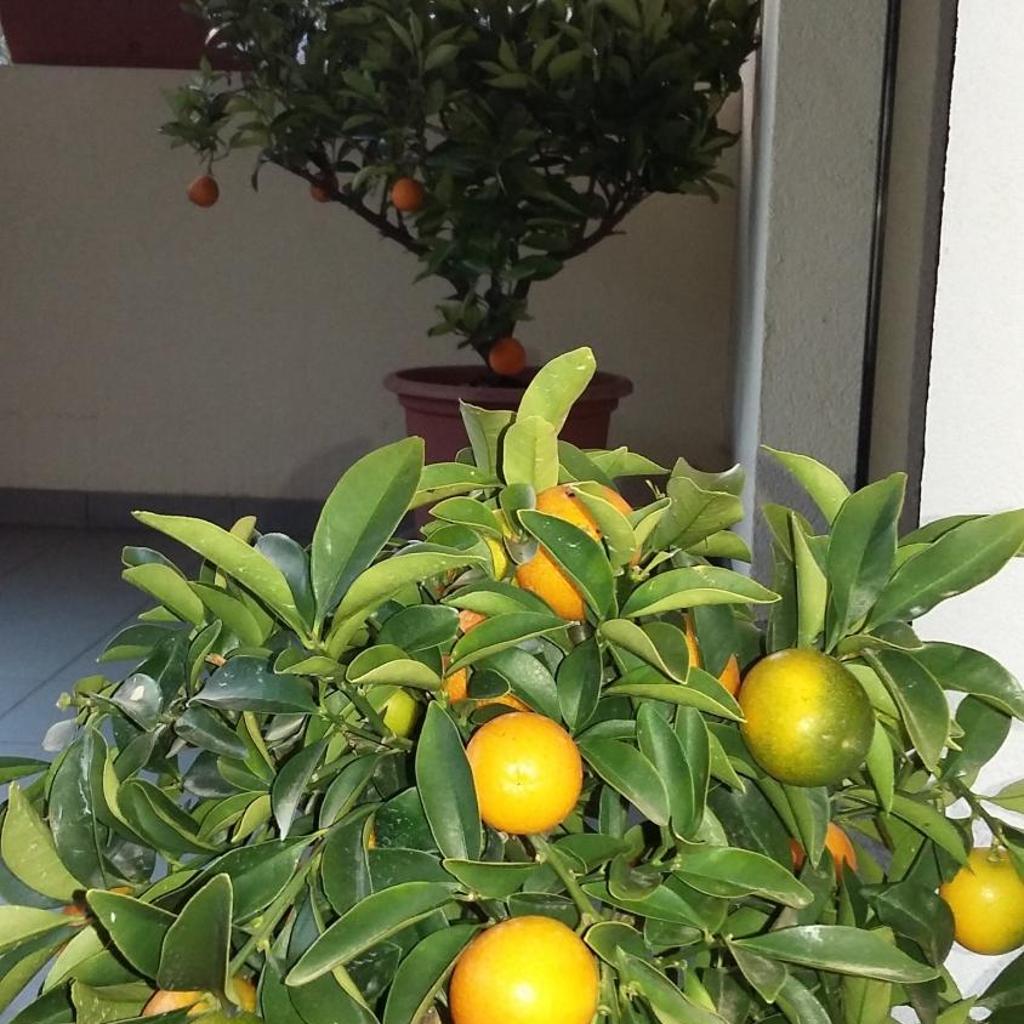 B&B Il Vigneto – Bild