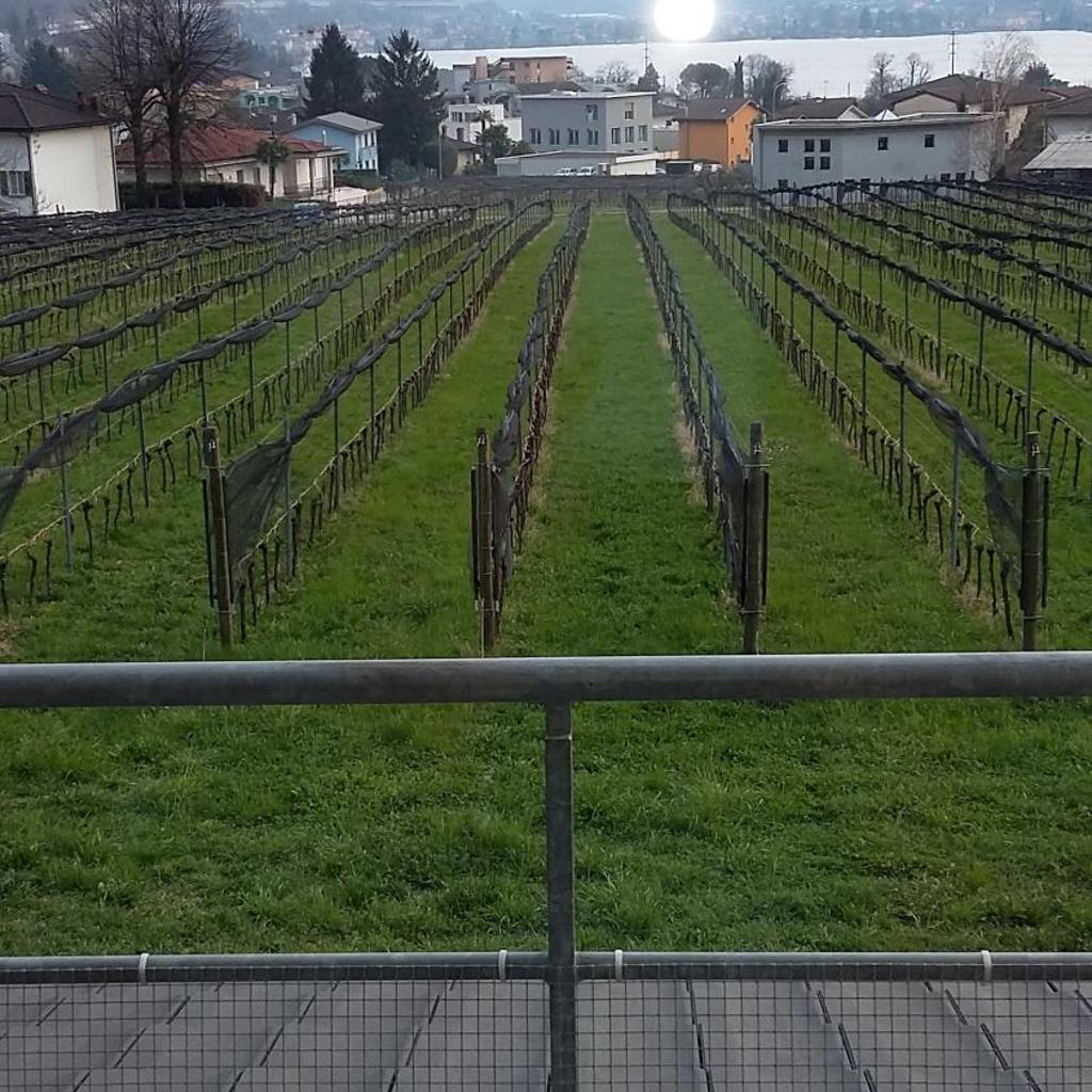 B&B Il Vigneto – Bild