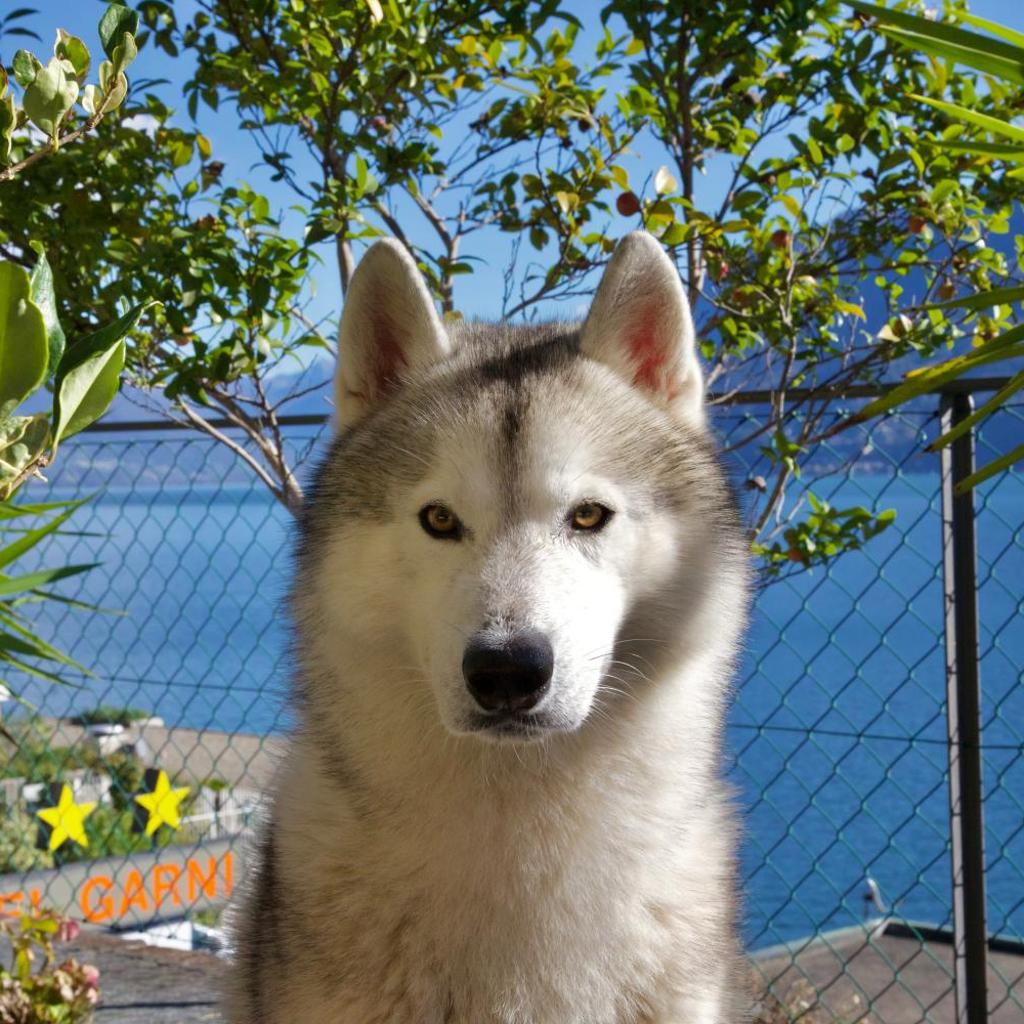 Hotel Garni Morettina – Bild