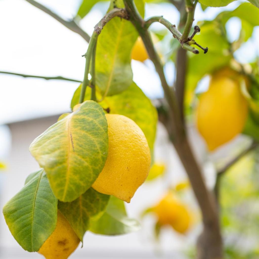 Locanda Poncini – image