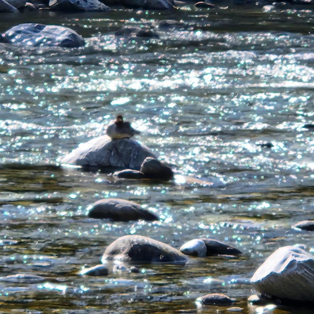 B&B Osteria Morganti – image