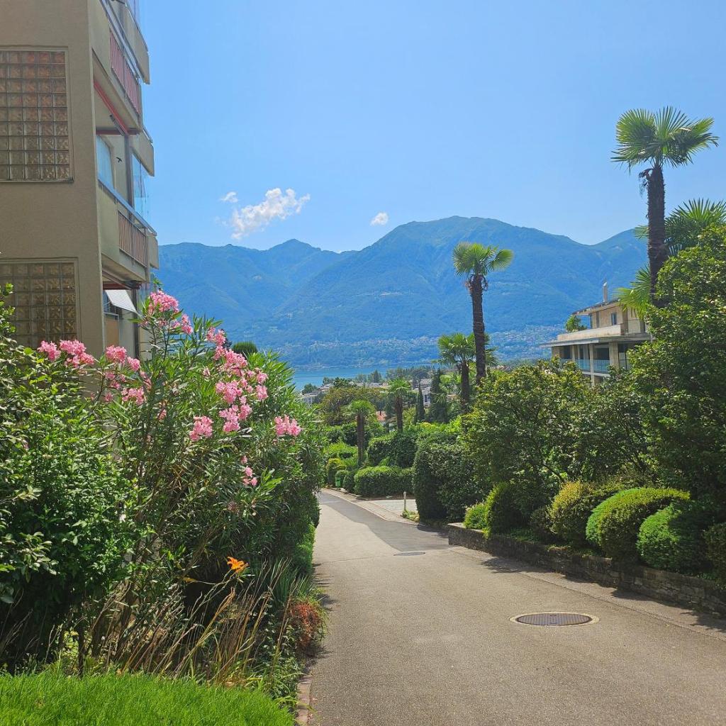 Image 19 - Palme 004 by Fewotessin