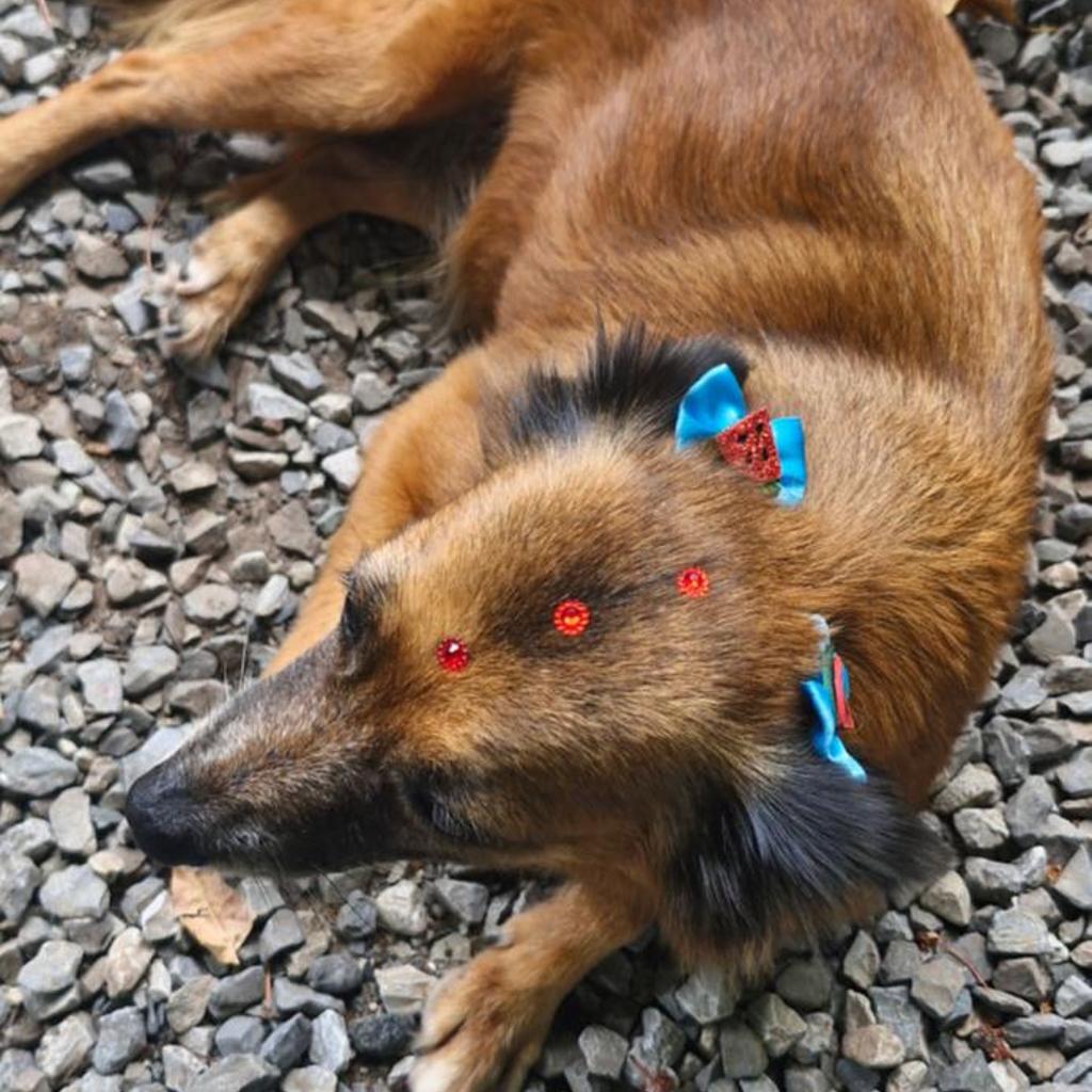 Pousada Sorriso da Mata.. — foto 3