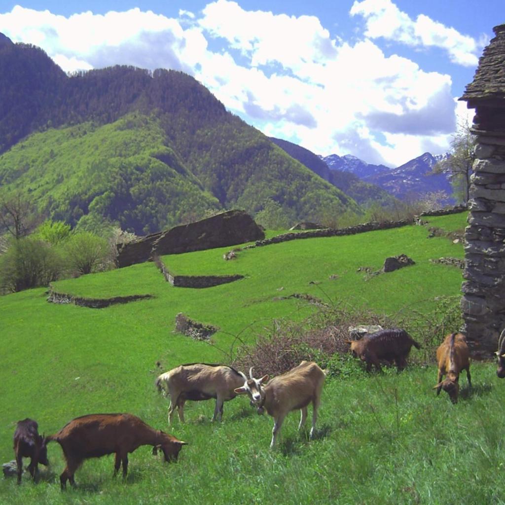 Image 84 - Agri Scinghiöra