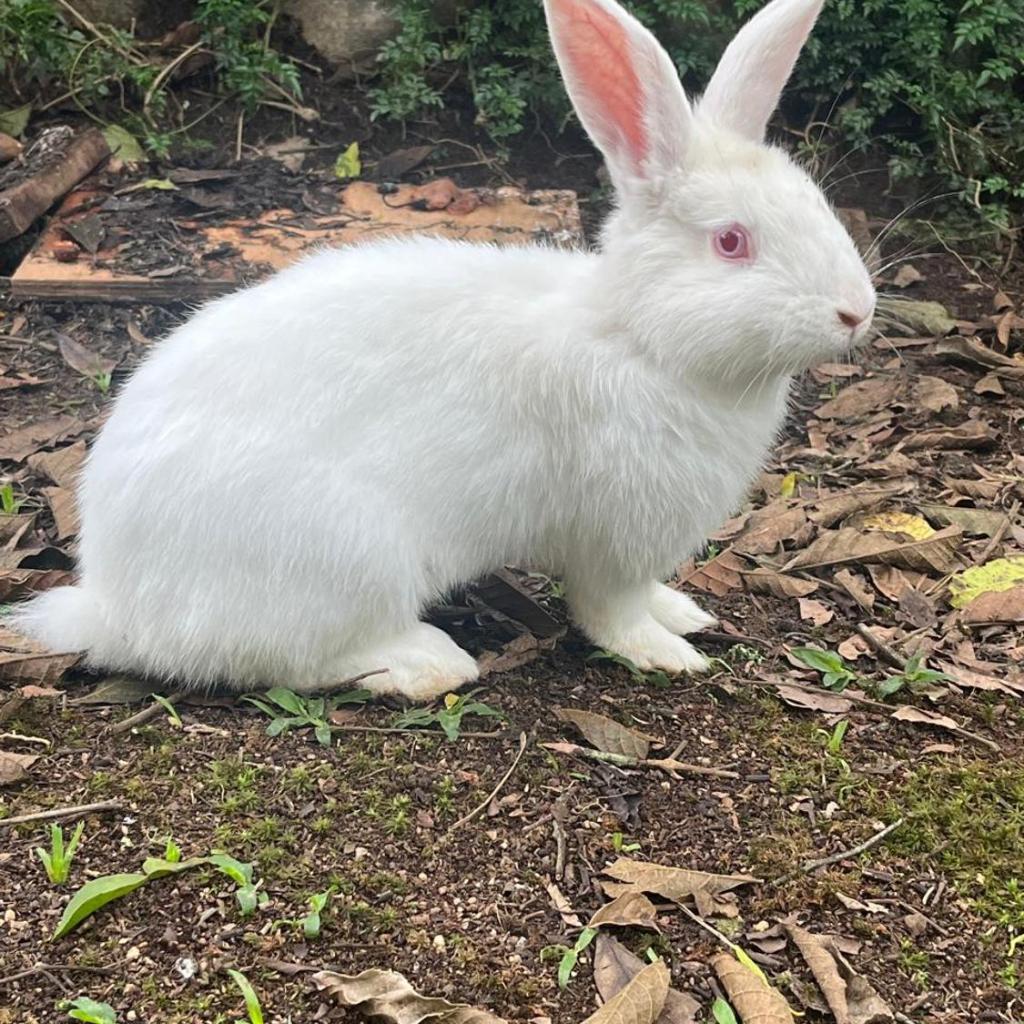 Pousada Sabor da Serra — foto 11