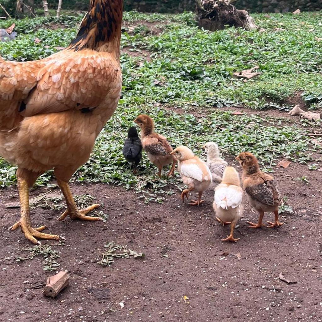 Pousada Sabor da Serra — foto 9