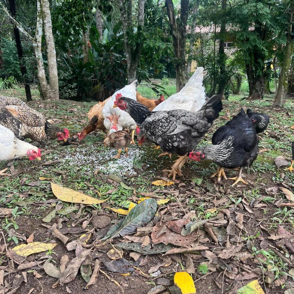 Pousada Sabor da Serra — foto 10