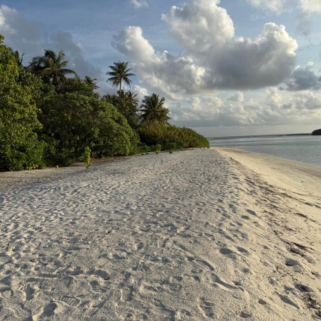 Coconut Palm Dhidhoo, photo 2