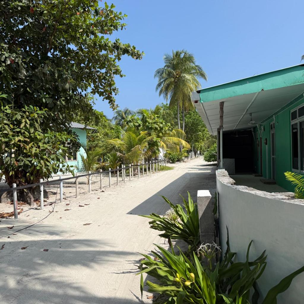 Coconut Palm Dhidhoo, photo 3