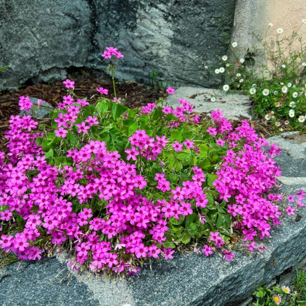 Image 24 - Holiday Home Casa Fior di Loto by Interhome
