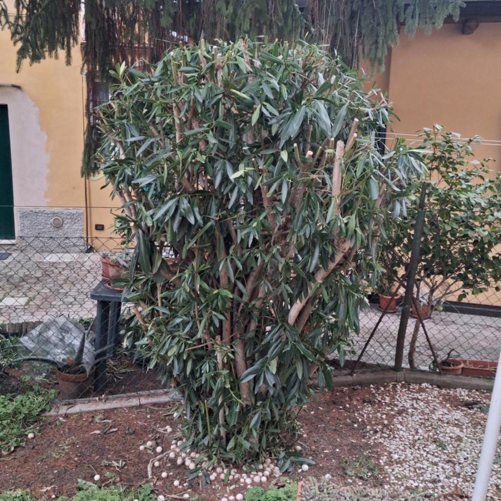 Photograph of Violetta Apartment
