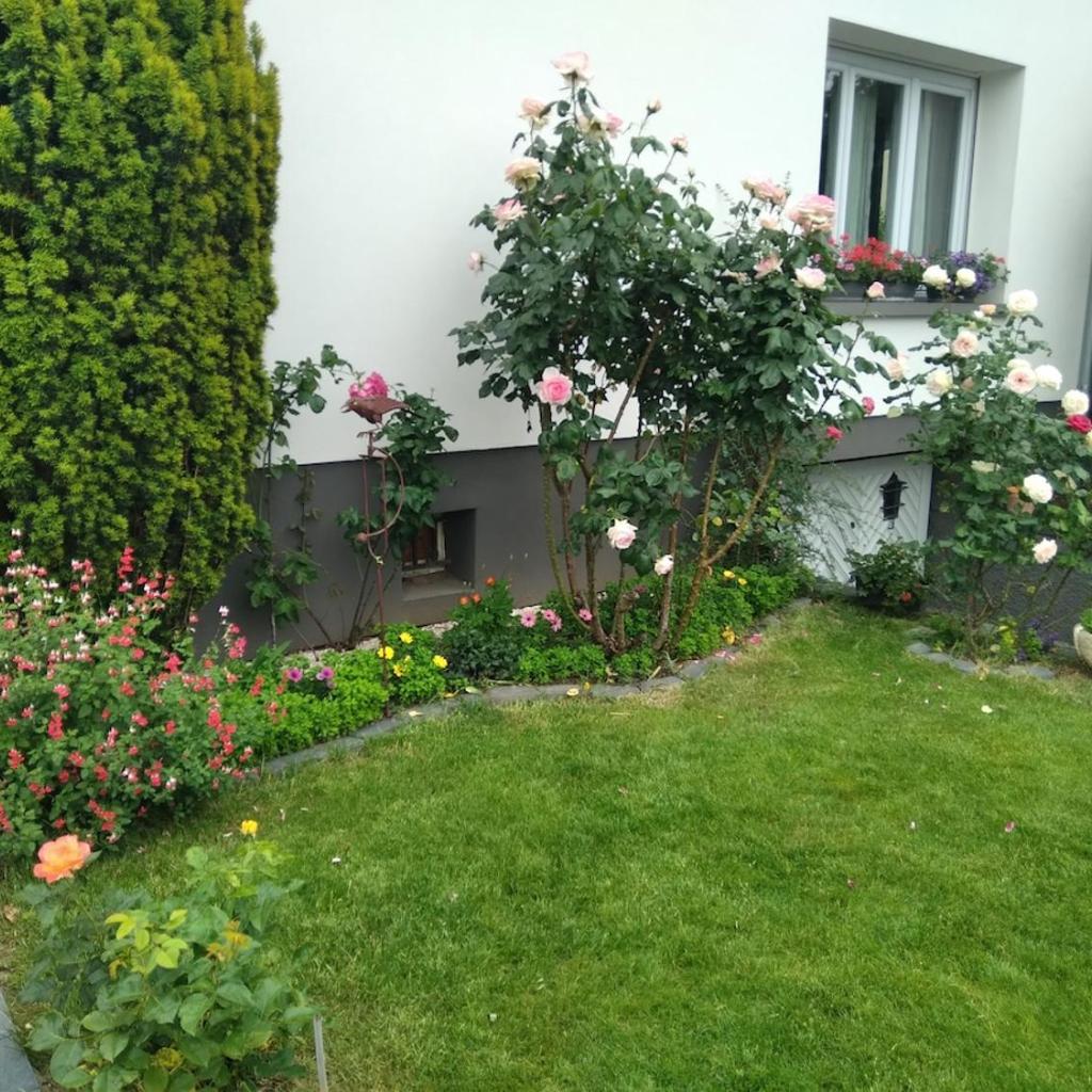 Photograph of La rose