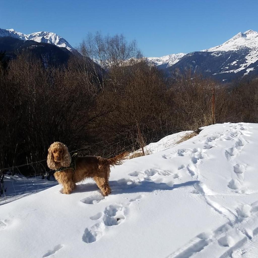 Osteria Anzonico – Bild