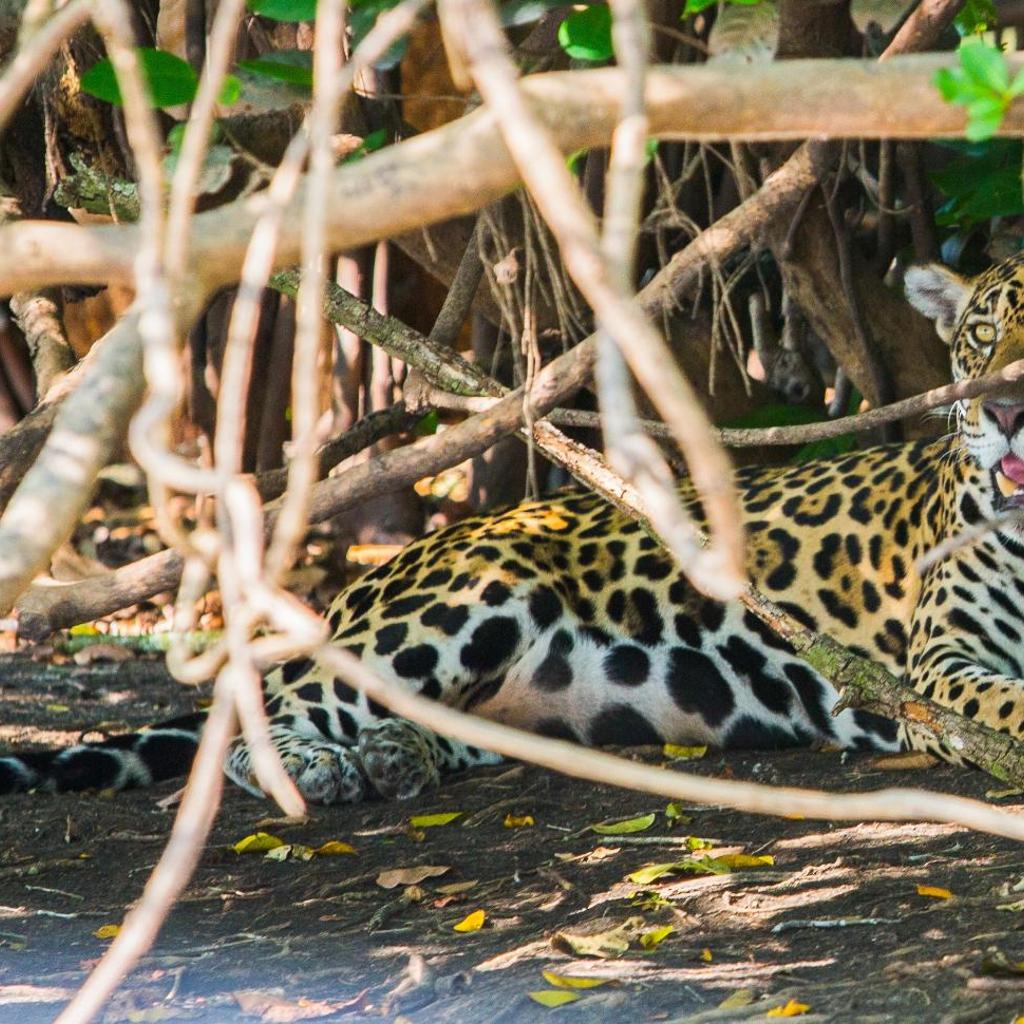 Hotel Pantanal Mato Grosso — foto 10