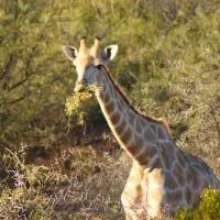 Zwartberg View Mountain Lodge, hotel en Oudtshoorn
