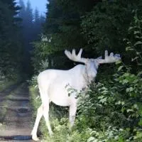 Lövås Gård Koppera – hotel w mieście Charlottenberg