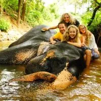 Jungle Village Homestay, готель у місті Піннавала
