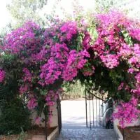 Alex Home Apartments