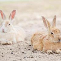 Green Sky Hotel Takehara, hotel i n&aelig;rheden af Hiroshima Lufthavn - HIJ, Takehara