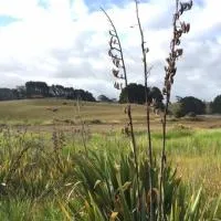 Entabeni, hotel em Raglan